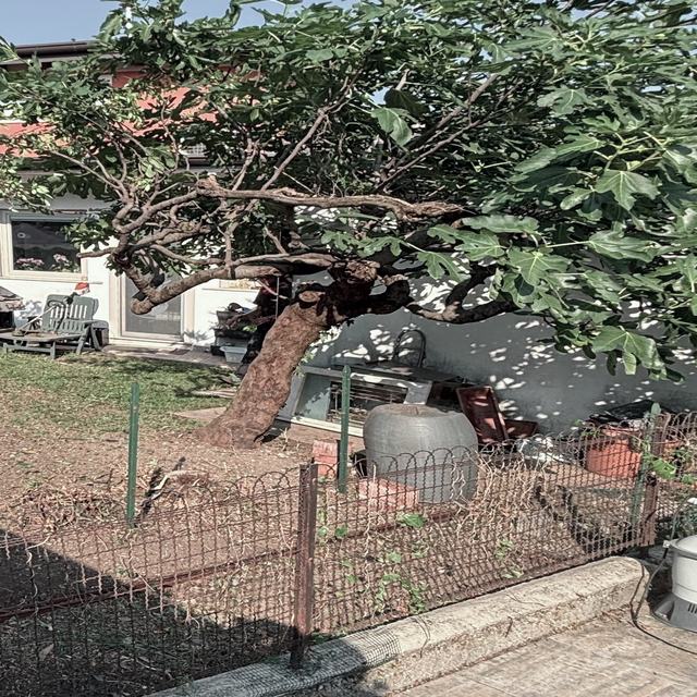 Prima: terreno spoglio e secco dietro la recinzione